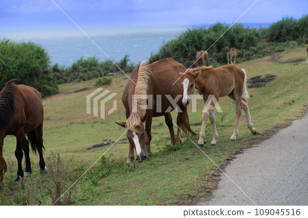 Yonaguni horses live freely in the natural environment of Yonaguni Island 109045516