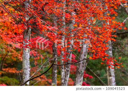 231108 Shiroyama Park g049 109045523