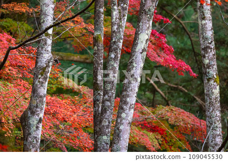 231108城山公園g031 231108城山公園g031 109045530