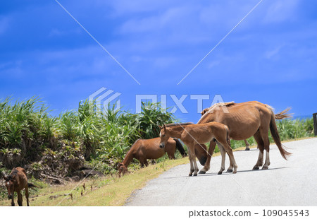 Yonaguni horses live freely in the natural environment of Yonaguni Island 109045543