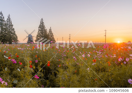 Cosmos field at Akebonoyama Agricultural Park (sunrise, side) Cosmos field at Akebonoyama Agricultural Park (sunrise, side) 109045606