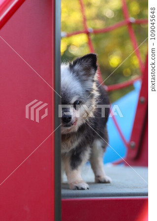 Mu-chan, a cute Chihuahua girl who shows half her face from behind the play equipment at Moroyama Town General Park ♡ Mu-chan, a cute Chihuahua girl who shows half her face from behind the play equipment at Moroyama Town General Park ♡ 109045648