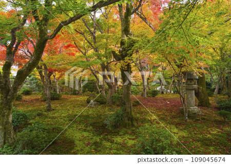 圓光寺:Jugyu no Niwa 美麗的秋葉(京都市左京區一乘寺) 圓光寺:Jugyu no Niwa 美麗的秋葉(京都市左京區一乘寺) 109045674