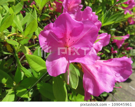 杜鵑花的花 杜鵑花的花 109045961