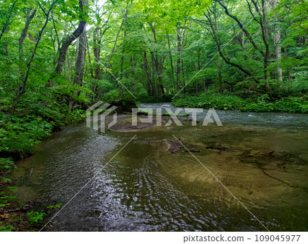 Deep green Oirase mountain stream Deep green Oirase mountain stream 109045977