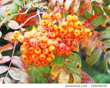Rowan berries Rowan berries 109046095