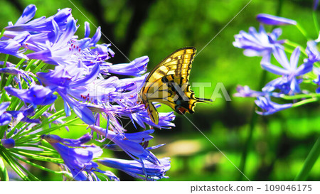 百子蓮花景觀 109046175