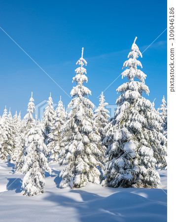 Spruce forests on sunny winter day. Jizera Mountains, Czech Republic Spruce forests on sunny winter day. Jizera Mountains, Czech Republic 109046186