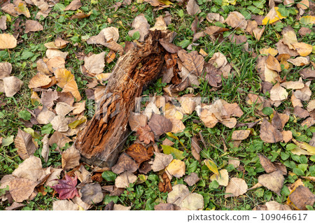 A piece of wood surrounded by lots of fallen leaves 109046617