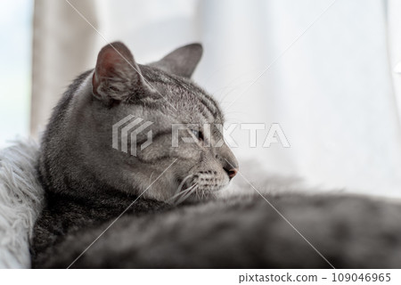 Sleepy cat Sabatra cat Sleepy cat Sabatra cat 109046965