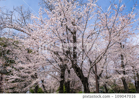 Sakura in full bloom at Asukayama Park, Tokyo Sakura in full bloom at Asukayama Park, Tokyo 109047016