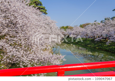 Scenery of cherry blossoms blooming in Hirosaki Park Scenery of cherry blossoms blooming in Hirosaki Park 109047067
