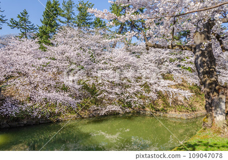 Scenery of cherry blossoms blooming in Hirosaki Park Scenery of cherry blossoms blooming in Hirosaki Park 109047078