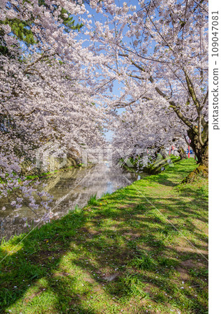 弘前公園櫻花盛開的景色 109047081