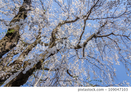 Scenery of cherry blossoms blooming in Hirosaki Park Scenery of cherry blossoms blooming in Hirosaki Park 109047103