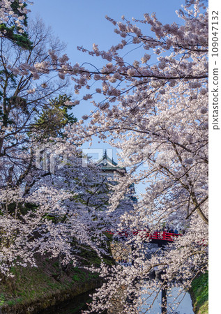弘前公園櫻花盛開的景色 弘前公園櫻花盛開的景色 109047132