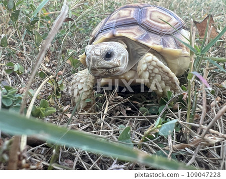 Young pet sulcata tortoise grazing and walking in the park 109047228