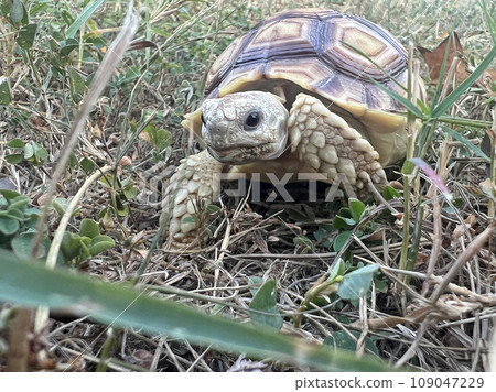年幼的寵物蘇卡達陸龜在公園吃草與散步 年幼的寵物蘇卡達陸龜在公園吃草與散步 109047229
