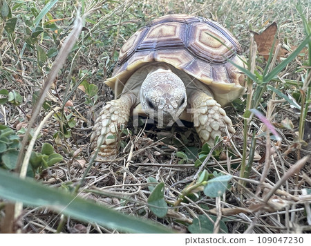 Young pet sulcata tortoise grazing and walking in the park 109047230