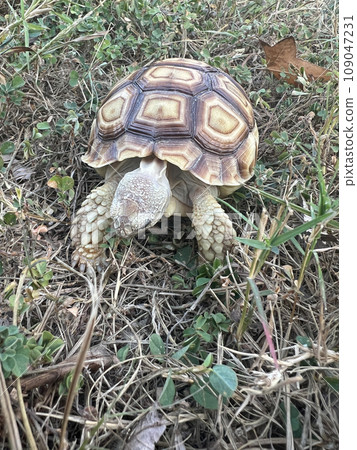 年幼的寵物蘇卡達陸龜在公園吃草與散步 109047231