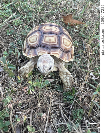 年幼的寵物蘇卡達陸龜在公園吃草與散步 年幼的寵物蘇卡達陸龜在公園吃草與散步 109047235