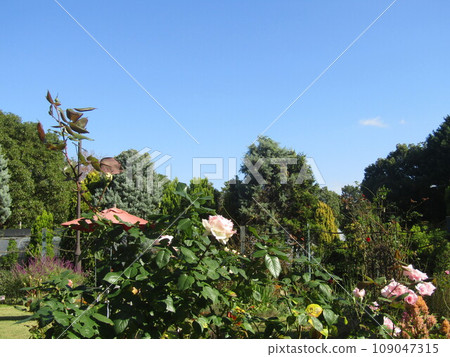 Pink rose flowers in the backyard of the flower museum Pink rose flowers in the backyard of the flower museum 109047315