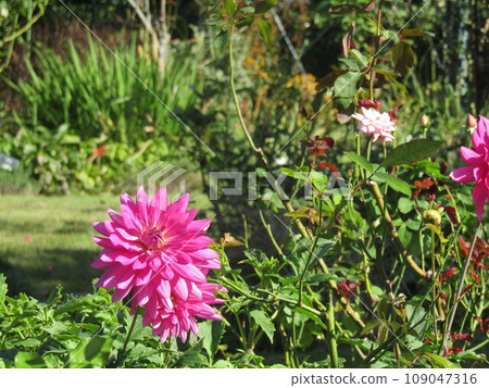 Pink dahlia flowers in the backyard of Sanyo Medea Flower Museum 109047316