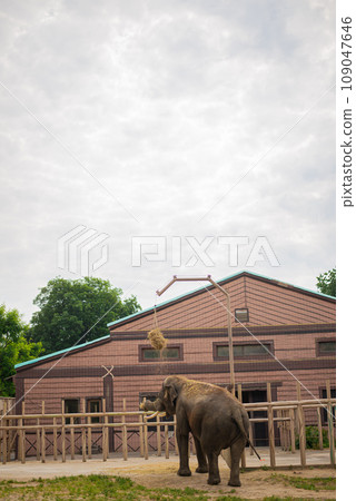 Elephant on the catwalk. Sunny day in the zoo. African wild animals. 109047646