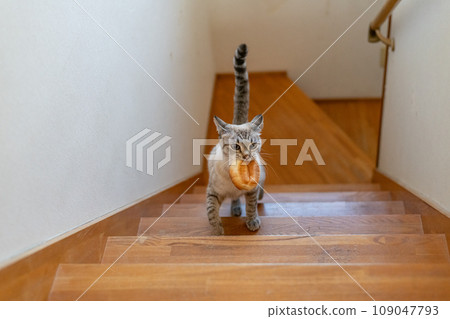 暹羅虎斑貓嘴裡叼著麵包逃跑 109047793