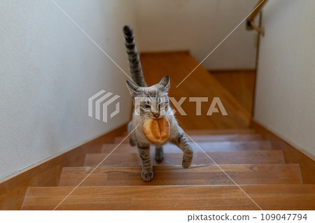 暹羅虎斑貓嘴裡叼著麵包逃跑 暹羅虎斑貓嘴裡叼著麵包逃跑 109047794