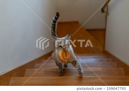 暹羅虎斑貓嘴裡叼著麵包逃跑 109047795