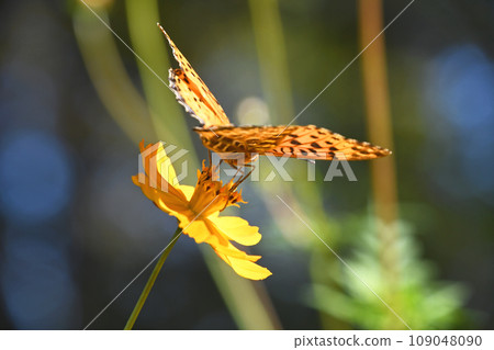 A male black-capped fritillary sucking nectar from a yellow cosmos Title change A male black-capped fritillary sucking nectar from a yellow cosmos Title change 109048090