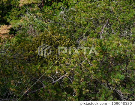 A pine thrush that parasitizes red pines. A pine thrush that parasitizes red pines. 109048520
