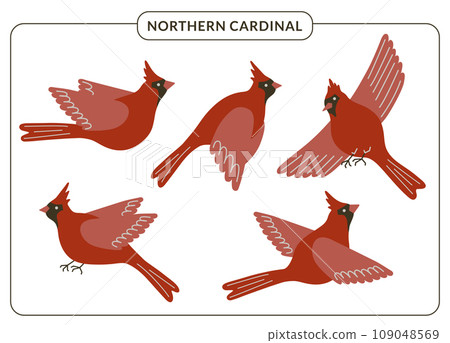 Red cardinal birds set. Cute flying Northern cardinal songbirds in various poses isolated on white background. Winter forest bird vector illustration for cards, posters, decor. Christmas symbolism Red cardinal birds set. Cute flying Northern cardinal songbirds in various poses isolated on white background. Winter forest bird vector illustration for cards, posters, decor. Christmas symbolism 109048569