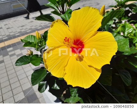 Station front flower bed hibiscus Station front flower bed hibiscus 109048850