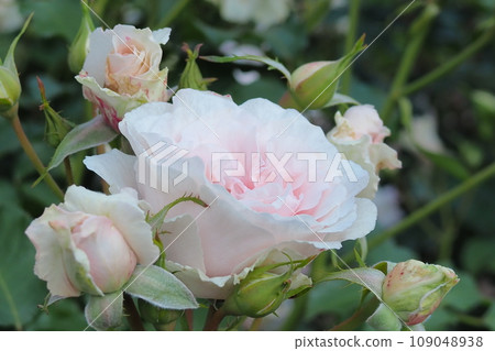 淺粉色玫瑰 109048938