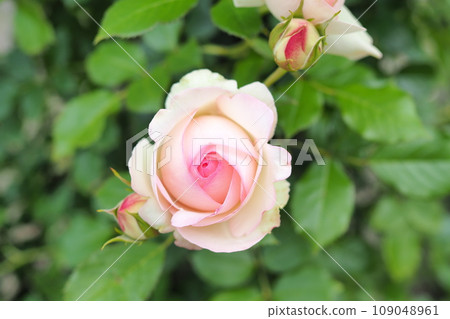 Beautiful pink roses 109048961