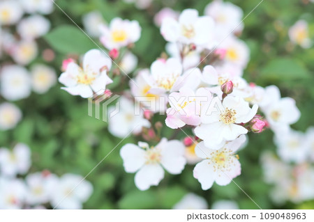  White flower 109048963