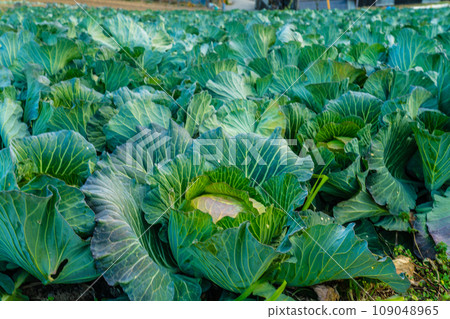 岡山縣瀨戶內市牛窗町1 前島山上的捲心菜田 109048965