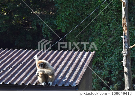 1隻白手長臂猿 1隻白手長臂猿 109049413