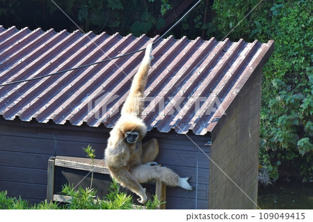 1隻白手長臂猿 109049415