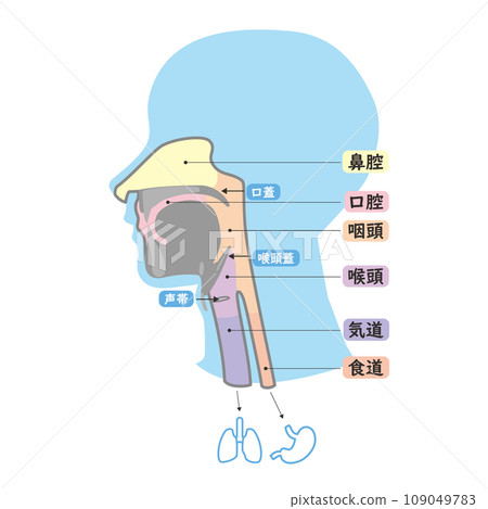 頭部從口腔和鼻腔到氣道和食道的簡單解剖圖 頭部從口腔和鼻腔到氣道和食道的簡單解剖圖 109049783