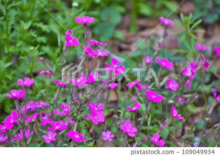 小花 小花 109049934