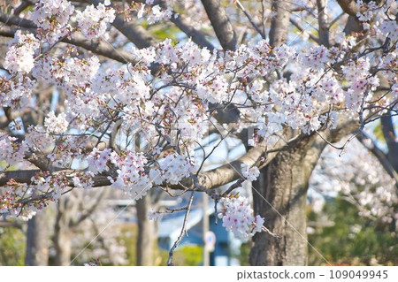 Cherry Blossoms	 Cherry Blossoms	 109049945