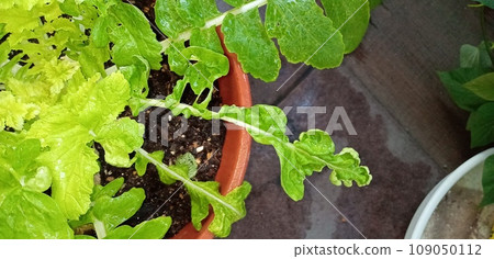 A strangely curled radish leaf A strangely curled radish leaf 109050112