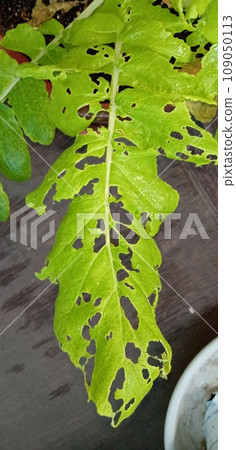 A leaf full of holes by caterpillars A leaf full of holes by caterpillars 109050113