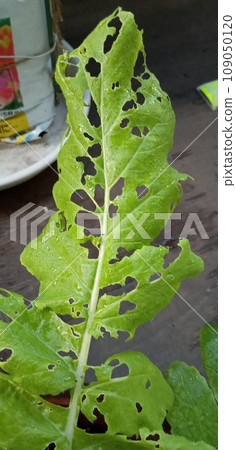 Radish leaf full of insect holes Radish leaf full of insect holes 109050120