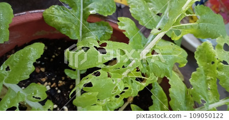 A radish leaf full of holes by caterpillars A radish leaf full of holes by caterpillars 109050122