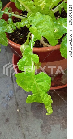 The daikon radish in the home garden has shriveled due to a virus disease. The daikon radish in the home garden has shriveled due to a virus disease. 109050124