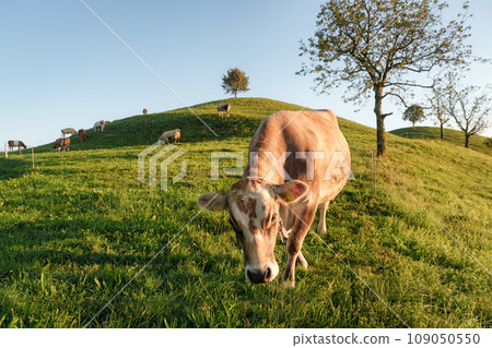 Herd of cow grazing grass on green hill with lonely tree in rural scene at Hirzel, Switzerland 109050550